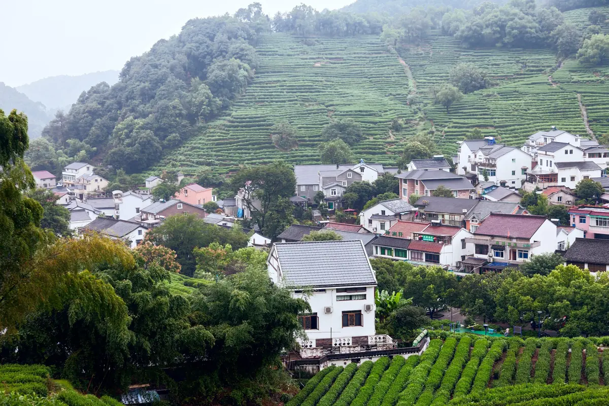 龍井地區的房屋與梯田茶園