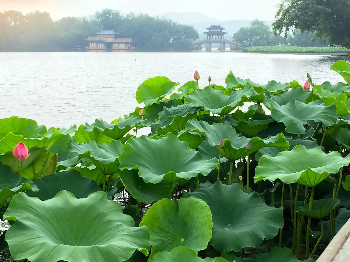 西湖上的荷葉