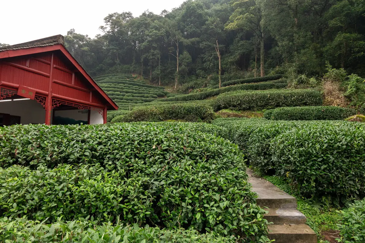 Tea fields at Meijiawu