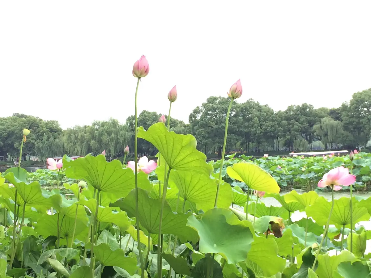 Lotus flowers at West Lake