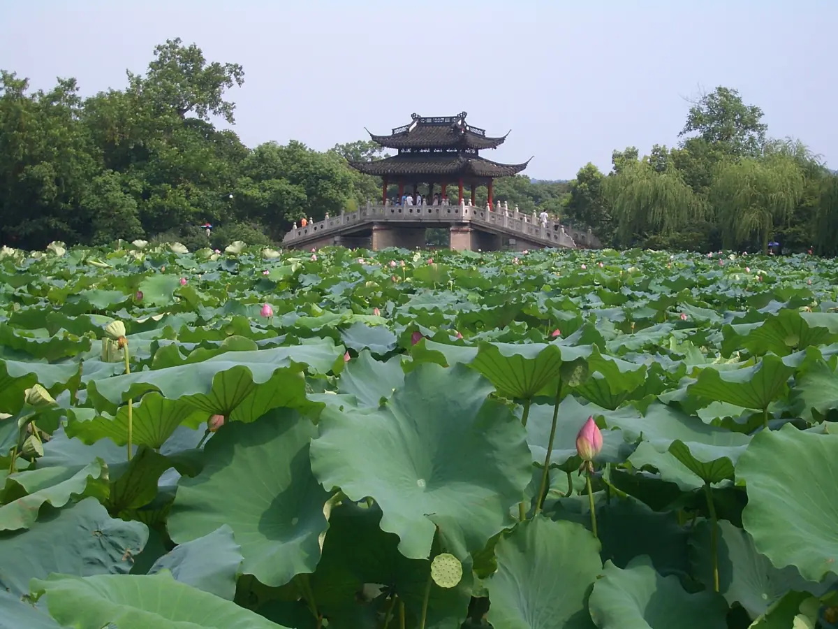 A lotus pond and pavilion at West Lake